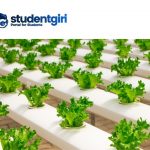 Hydroponics: The system of soilless cultivation