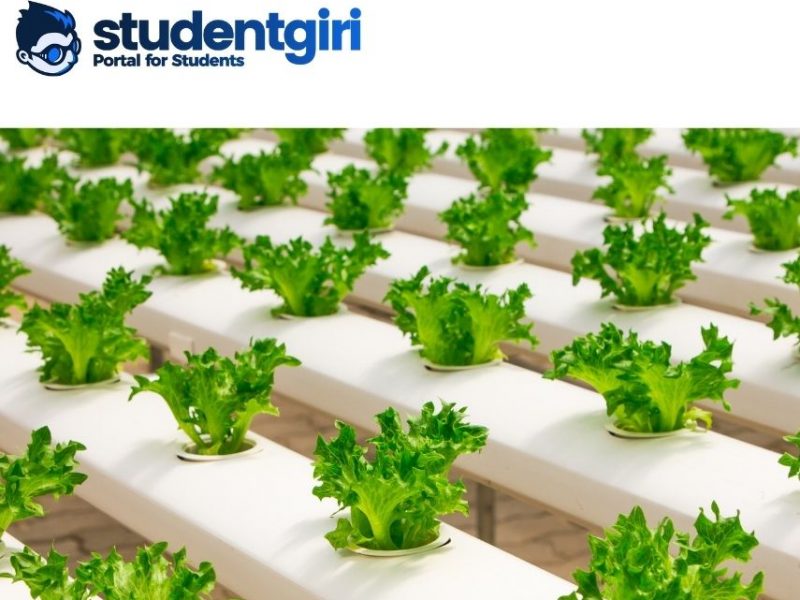 Hydroponics: The system of soilless cultivation