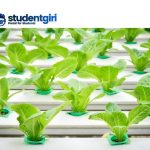 How to build a hydroponic system at home