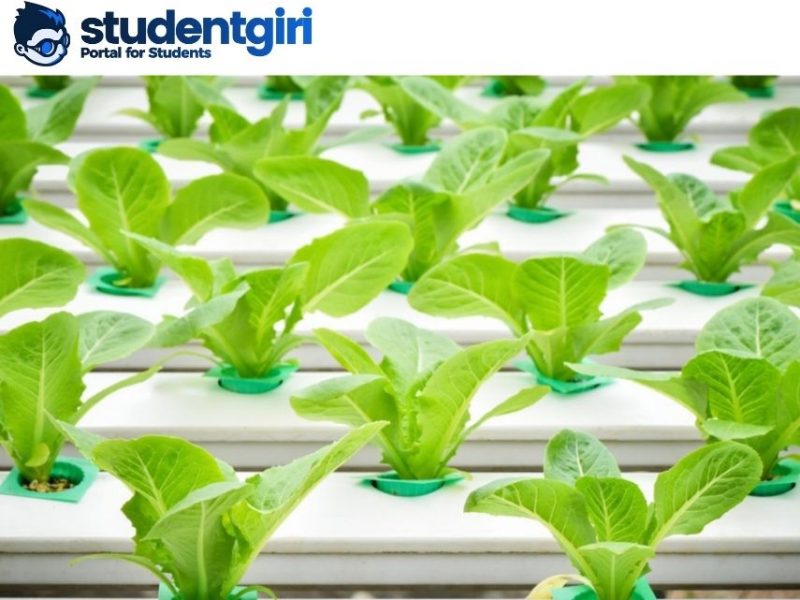 How to build a hydroponic system at home